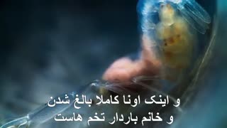 زندان... ولی دلنشین!!؟ HD زیرنویس فارسی