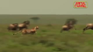 گربه سانان جسور و شکارهای دیدنی تهران سی دی شاپ