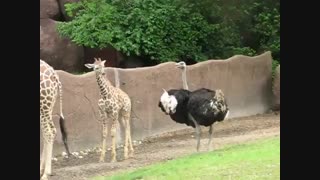 سود اوری پرورش شترمرغ بلحاظ قد و وزن را با قد زرافه مقایسه فرمایید