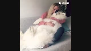 بامزه تریین سگ دنیا...کی دلش ازینا میخواد؟