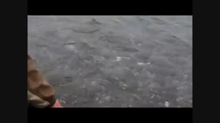 زیباترین فیلم شکار ماهی قزل الا