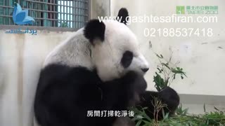 بچه پاندایی دوست داشتنی