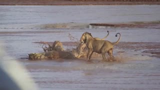 فیلم مستند حیات وحش افریقا و حمله شیرهای افریقایی به کروکودیل بزرگ و نتیجه