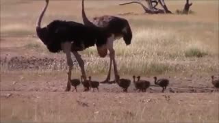 فیلم مستندشترمرغ و بوفالو شیرها و گوزنها در حیات وحش افریقا:نتیجه پرورش شترمرغ  با وزن قابل مقایسه با بوفالو بسیار درامد زاست