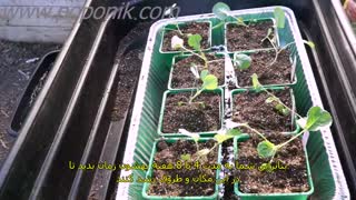 کاشت کرم بروکلی (زیرنویس فارسی)
