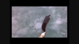 ماهی دزدی حیوان وحشی  در حیات وحش قطب/ خنده دار