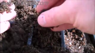 کاشت کاهو از بذر (زیرنویس فارسی)