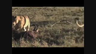 فیلم مستند شکارهای شیرهای افریقایی در حیات وحش افریقا 2018