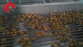 سورتینگ زیتون