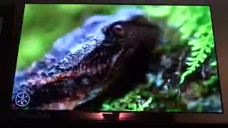 تلویزیون ال جی اولد 65B6V سری B6