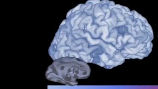 ویدئو ۵۲(the neroscience)