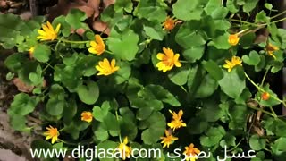 صحنه های واقعی از رقص دسته جمعی