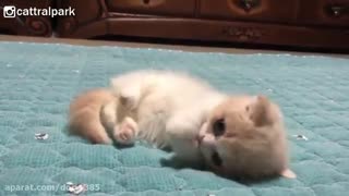 گربه رو نگاه کنین   ^~^