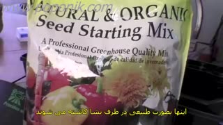 کاشت درخت کاج (زیرنویس فارسی)