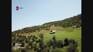 قله جنگلی نقره سر