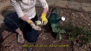 کاشت گل گاو زبان از بذر