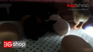 جوجه کشی از مرغ در دستگاه جوجه کشی 12 تایی ایزی باتور 5