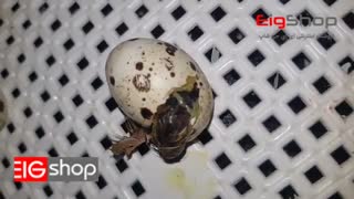 جوجه کشی از بلدرچین در دستگاه جوجه کشی ایزی باتور 5