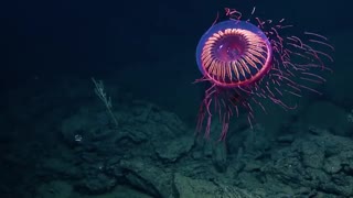 کشف گونه جدید عروس دریای Halitrephes در اعماق اقیانوس