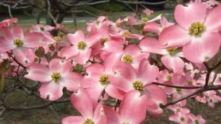 آلت موسیقی ژاپن به اسم کوتو . استاد هانا میزاکی