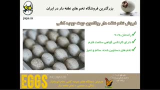 فروش تخم نطفه دار بوقلمون درجه 1