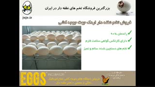 هچ موفق تخم های نطفه دار اردک ، تضمینی