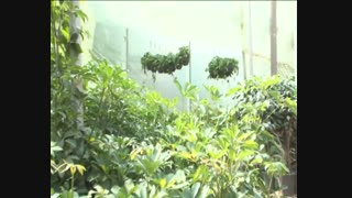 گزارش روز درختکاری از مبینا نواصر