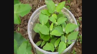 کشت بافت راهی برای کشت محصولات با بیشترین تولید و کمترین مصرف آب