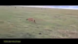 حیات وحش  مبارزه برای زنده ماندن و بقاء