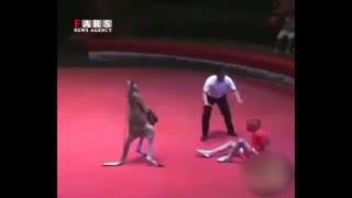 کانگوروی بوکسور