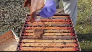 آموزش حرفه ای زنبورداری 02128423118-09130919448-wWw.118File.Com