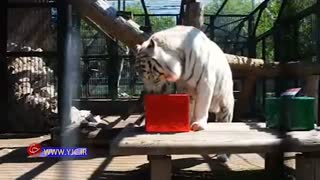 بالا گرفتن تب پیش بینی بازی‌های جام جهانی توسط حیوانات