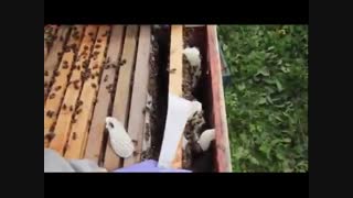 آموزش حرفه ای زنبور داری 02128423118- 09130919448-wWw.118File.Com