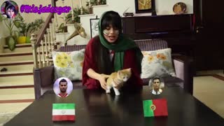 گربه پیشگو