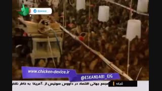 پرورش بلدرچین