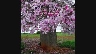 درختان بسیاربسیار زیبا که  شاید هرگز ندیده باشید     فتبارک الله احسن الخالقین