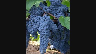 قیمت انگور سیاه سردشت در تهران به صورت عمده و خرده