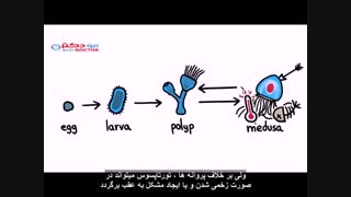 چرا انسان محکوم به پیر شدن است؟