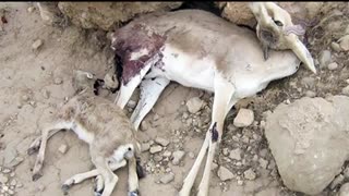 فیلم درگیری شکارچی مسلح با اسلحه نظامی به محیط بان