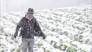 قسمت شانزدهم سریال کره ای کشاورز مدرن