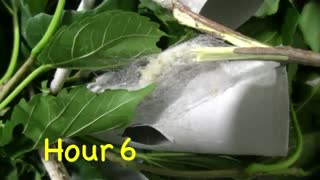 پیله ساختن کرم ابریشم