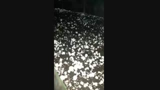 پرورش قارچ در ایران من