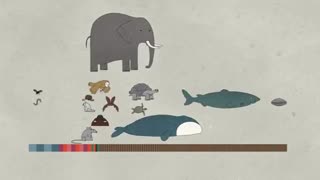 چرا عمر حیوانات با یکدیگر متفاوت است؟ ( همراه با زیرنویس فارسی)