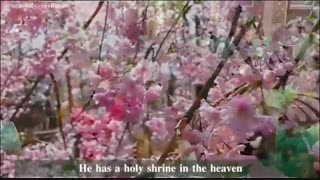میلاد امام حسن مجتبی (ع)