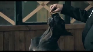 دانلود فیلم هزارپا