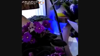 گالرى گل کلاسیک در بابلسر