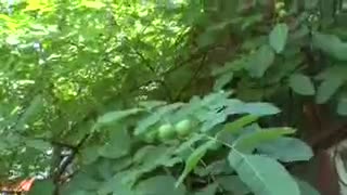 خرید نهال های اصلاح شده و پیوندی گردو پارسیان