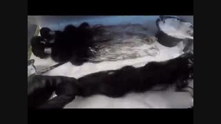 آموزش اکستنشن مو