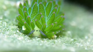 [ sea sheep ] ( گوسفند دریایی )