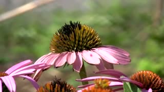 پرندگان زیبای 1